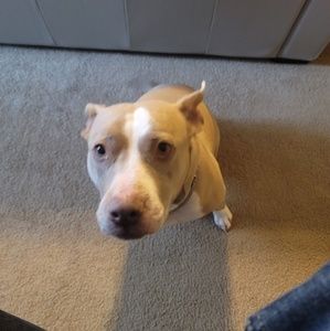 Meet your Posher, Marcel